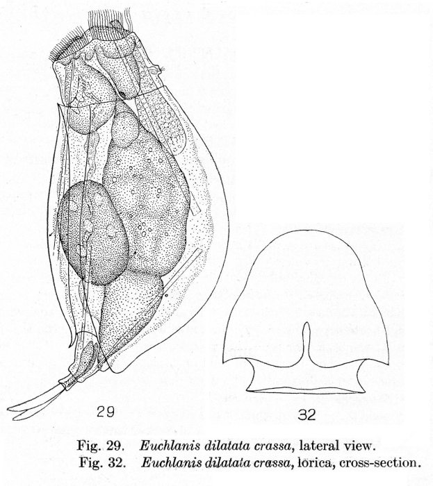 Euchlanis dilatata var. crassa - Original description image