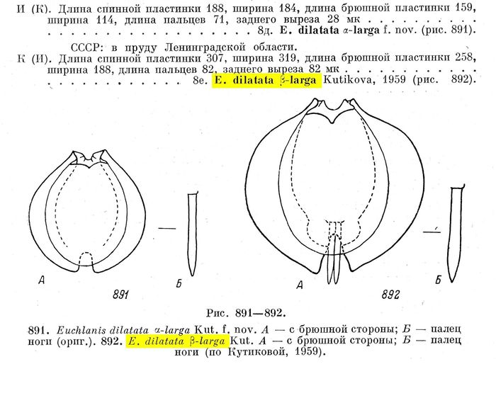 Euchlanis dilatata β-larga - Original description image