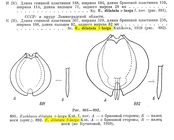 Euchlanis dilatata β-larga