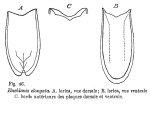 Euchlanis elongata - Original description image