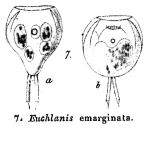 Euchlanis emarginata - Original description image