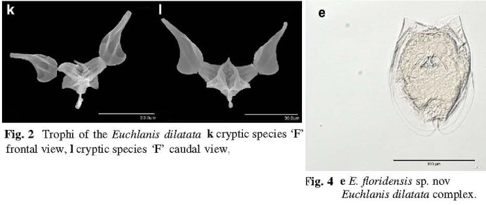 Euchlanis floridensis - Original description image