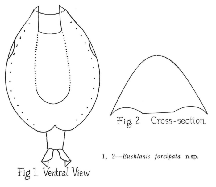 Euchlanis forcipata - Original description image