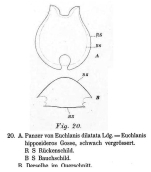 Euchlanis hipposideros