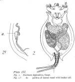 Euchlanis hipposideros