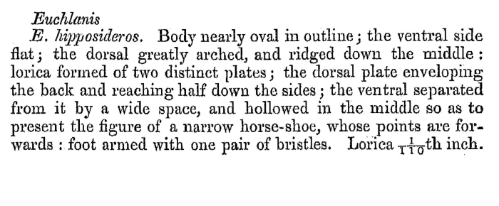 Euchlanis hipposideros - Original description image