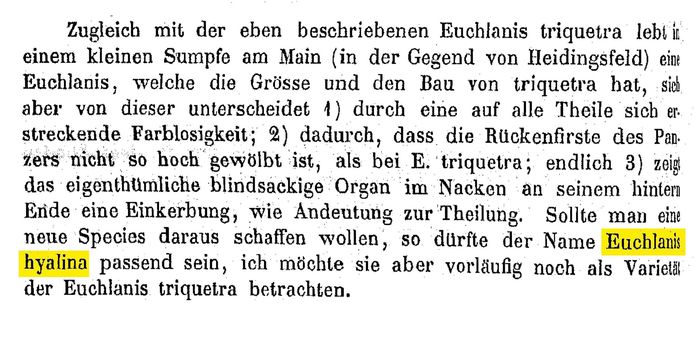 Euchlanis hyalina