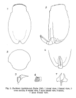 Euchlanis hyphidactyla