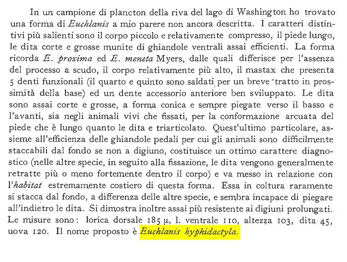 Euchlanis hyphidactyla - Original description image