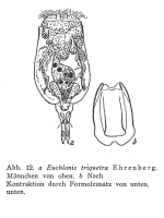Euchlanis incisa