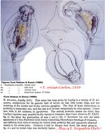 Euchlanis incisa