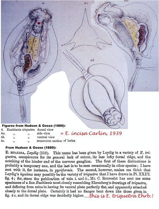 Euchlanis incisa