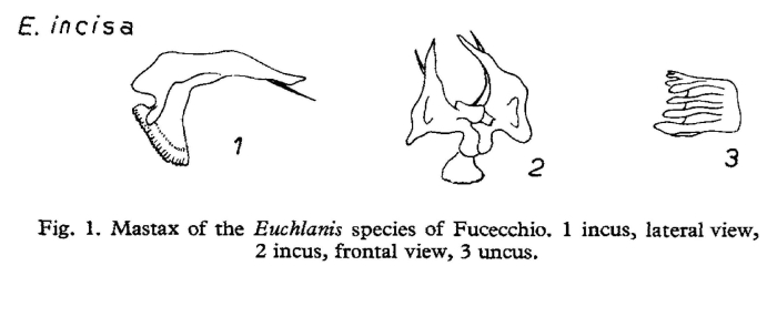 Euchlanis incisa