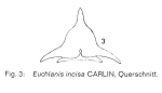 Euchlanis incisa
