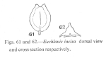 Euchlanis incisa