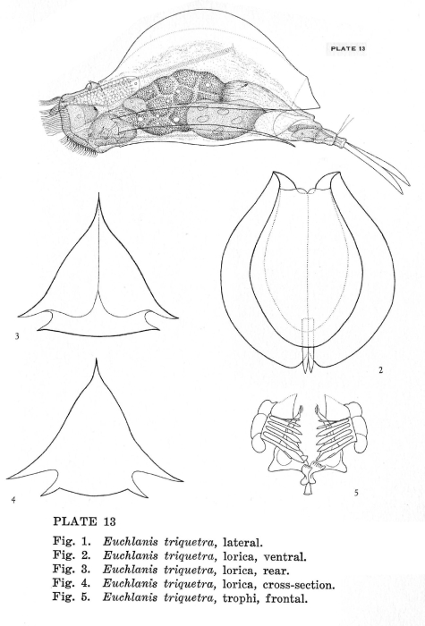Euchlanis incisa