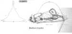 Euchlanis incisa