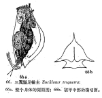 Euchlanis incisa