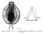 Euchlanis incisa