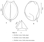 Euchlanis incisa