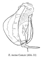 Euchlanis incisa
