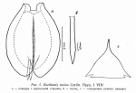 Euchlanis incisa