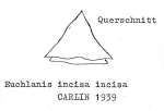 Euchlanis incisa