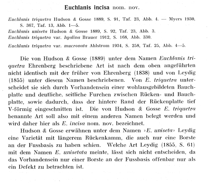 Euchlanis incisa - Original description image