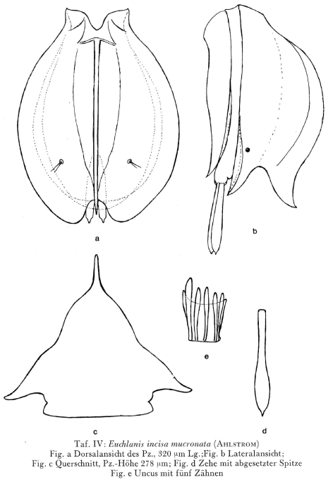 Euchlanis incisa f. mucronata