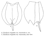 Euchlanis incisa f. mucronata - Original description image