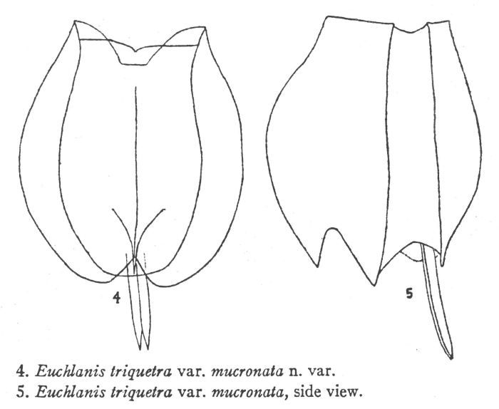 Euchlanis incisa f. mucronata - Original description image