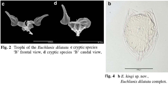 Euchlanis kingi - Original description image