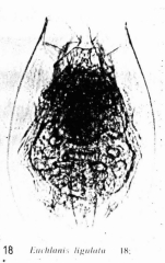 Euchlanis ligulata