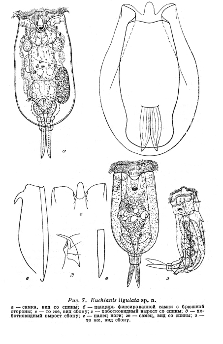 Euchlanis ligulata - Original description image