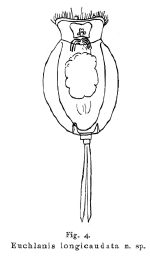 Euchlanis longicaudata - Original description image