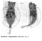 Euchlanis longobardica