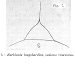 Euchlanis longobardica - Original description image