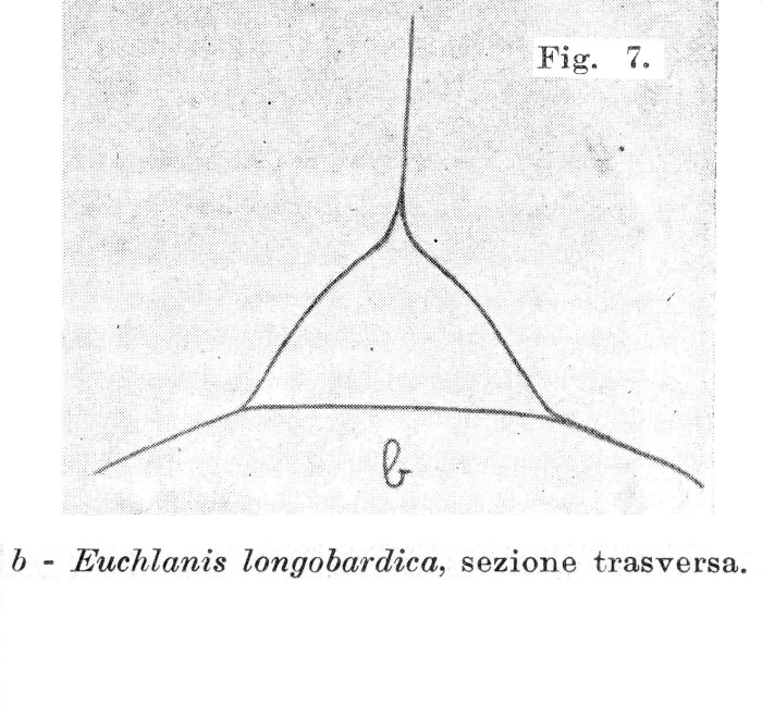 Euchlanis longobardica - Original description image
