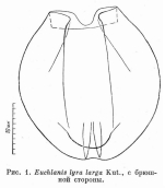 Euchlanis lyra f. larga