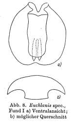 Euchlanis lyra f. larga