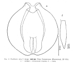 Euchlanis lyra f. larga - Original description image