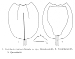Euchlanis mamorokaensis