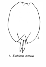 Euchlanis meneta