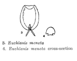 Euchlanis meneta