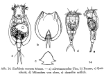 Euchlanis meneta