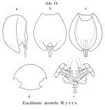Euchlanis meneta