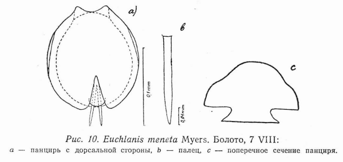 Euchlanis meneta