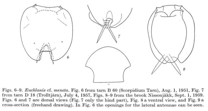 Euchlanis meneta