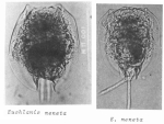 Euchlanis meneta