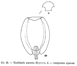 Euchlanis meneta